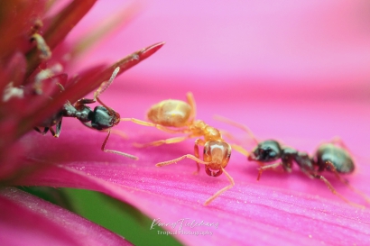 Gele-weidemier - Lasius-flavus versus Wegmier - Lasius-niger