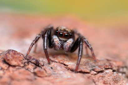 Huisspringspin (Pseudeuophrys lanigera)