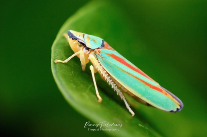 Rododendroncicade - Graphocephala-fennahi