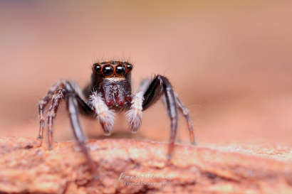 Huisspringspin (Pseudeuophrys lanigera)