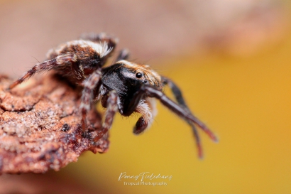 Huisspringspin (Pseudeuophrys lanigera)