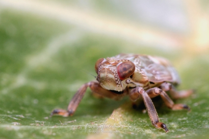 Issus coleoptratus (nimf <5mm)