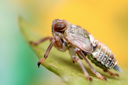 Issus coleoptratus (nimf <5mm)