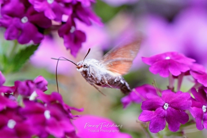 Kolibrievlinder - Macroglossum-stellatarum