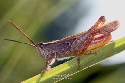 Bruine sprinkhaan - Chorthippus brunneus