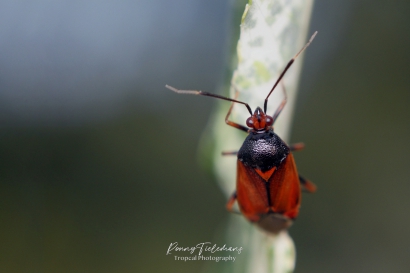 Rode halsbandwants (Deraeocoris ruber)