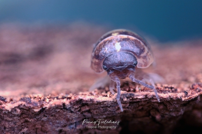 Gewone-oprolpissebed-Armadillidium-vulgare