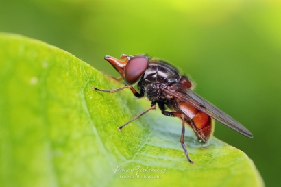 Gewone snuitvlieg - Rhingia campestris