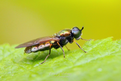 Prachtwapenvlieg - Chloromyia formosa