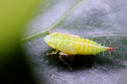 Fieberiella florii