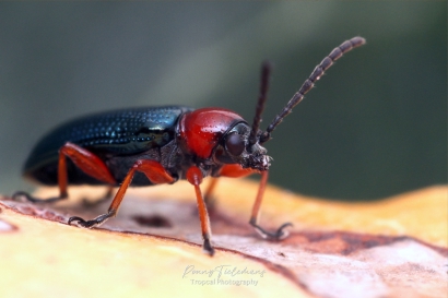 Grasgoudhaantje (Oulema melanopus)