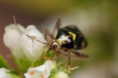 Variabele dwergschaduwwants - Orthops basalis