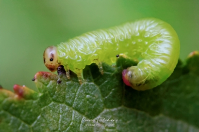 Hemichroa australis