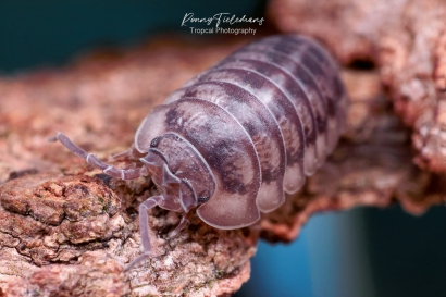 Neusoproller-Armadillidium-nasatum