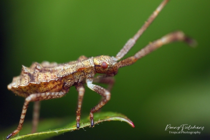 Zuringrandwants - Coreus marginatus