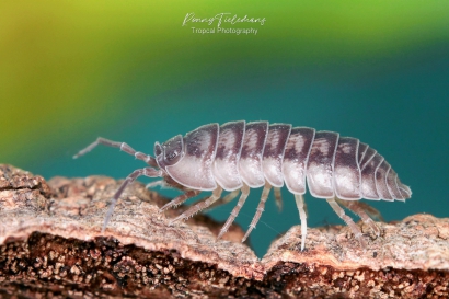 Neusoproller-Armadillidium-nasatum