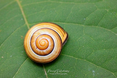 Zwartgerande tuinslak - Cepaea nemoralis