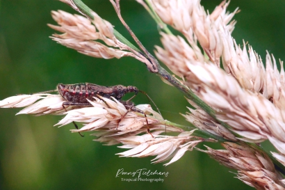 Boomsikkelwants - Himacerus apterus