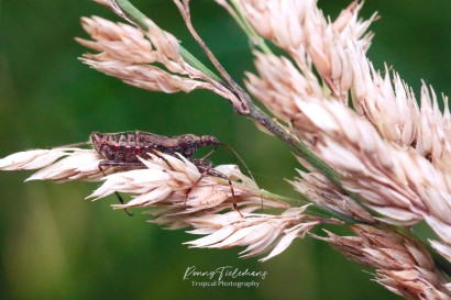 Boomsikkelwants - Himacerus apterus