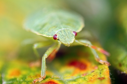 Groene schildwants - Palomena prasina