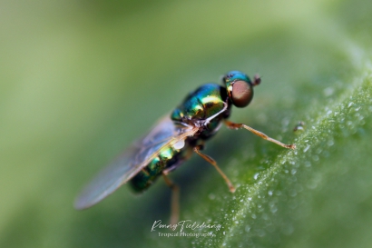 Groene glimwapenvlieg - Microchrysa polita