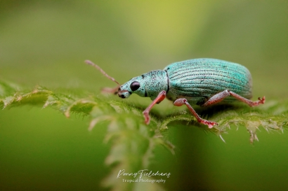 Groene struiksnuitkever - Polydrusus formosus