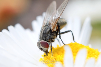 Herfstvlieg - Musca autumnalis