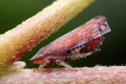 Fieberiella florii