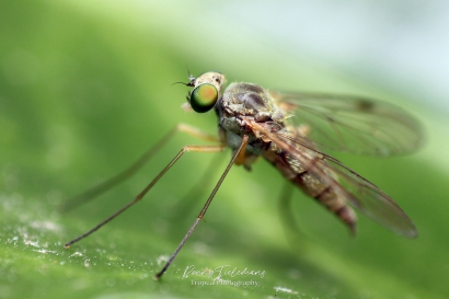 Geelpootschubsnipvlieg - Chrysopilus asiliformis