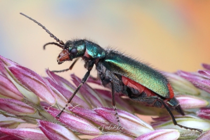 Roodvlekweekkever - Malachius bipustulatus