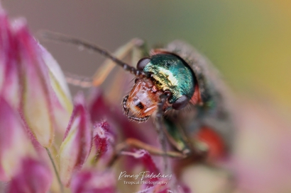 Roodvlekweekkever - Malachius bipustulatus