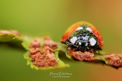 Aziatisch lieveheersbeestje - Harmonia axyridis