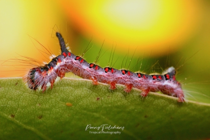 Psi-uil - Acronicta psi