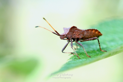 Zuringrandwants - Coreus marginatus