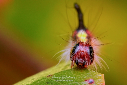 Psi-uil - Acronicta psi