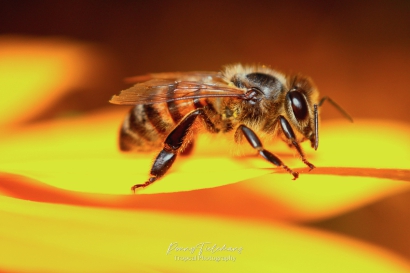 Honingbij - Apis mellifera