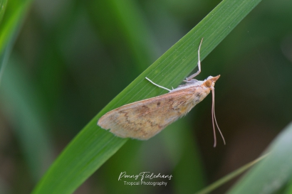 Maisboorder-Ostrinia-nubilalis