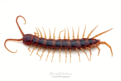 Gewone duizendpoot - Lithobius forficatus