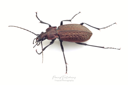 Gekorrelde veldloopkever - Carabus granulatus