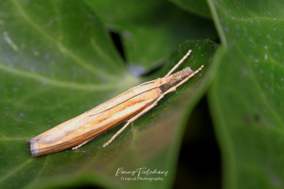 Variabele grasmot - Agriphila tristella