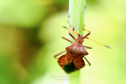 Zuringrandwants - Coreus marginatus