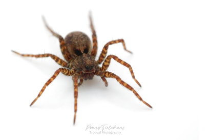 Wolfspin (Pardosa) onbekend - Pardosa spec.