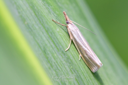 Bleke-grasmot-  Crambus-perlella