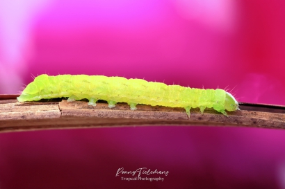 Agaatvlinder - Phlogophora meticulosa