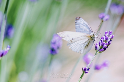 Klein-geaderd-witje - Pieris-napi