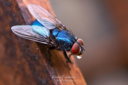 Protocalliphora-azurea