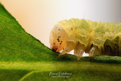 Agaatvlinder - Phlogophora meticulosa