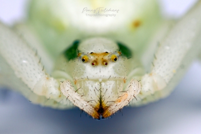 Gewone kameleonspin - Misumena vatia