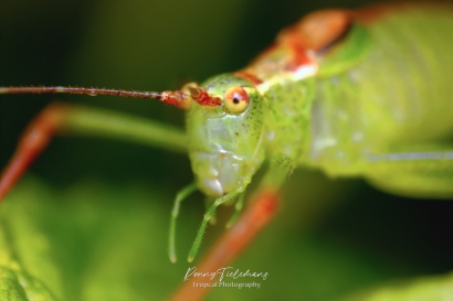 Struiksprinkhaan - Leptophyes punctatissima