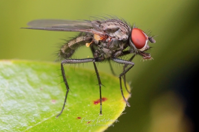 Bloemvlieg-onbekend-Anthomyiidae-indet.